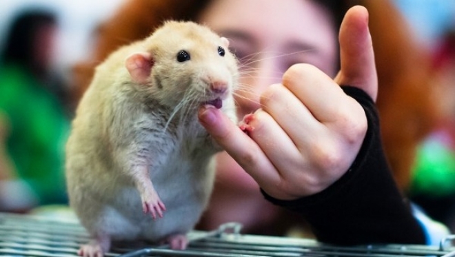 В Казани в воскресенье пройдет интерактивная выставка крыс