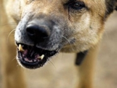 Разгадана тайна загадочных смертей домашних животных в Альметьевском районе