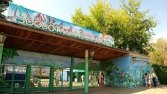 Новости Культура - «Река Замбези» в Казани пополнилась двумя львицами