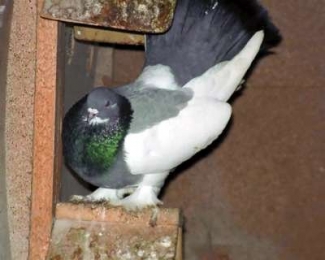 Казань: все желающие приглашаются на выставку пернатых