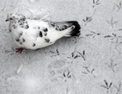 Новости  - В Казани прогнозируют мокрый снег и гололедицу