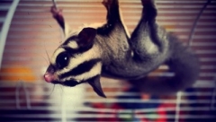 Новости  - В Татарстане домашняя кошка задушила дорогую белку-летягу