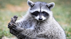 Новости Общество - Исполком Альметьвского района закупит белок, енотов и лебедей