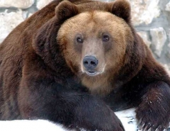 Новости  - СМИ: под Казанью бродят медведи-шатуны