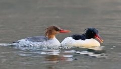 Новости  - На казанском Кабане появились утки, гнездящиеся в дуплах