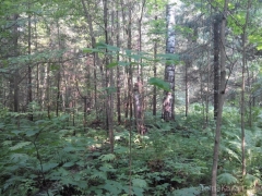 Новости  - Профессора, потерявшегося в лесу, перестали искать