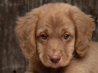 Садистка из Набережных Челнов убила щенка перед фотокамерой