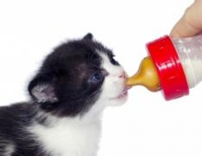 Спектр услуг ветеринарных клиник постоянно расширяется