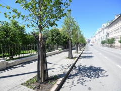 Новости Общество - В столице республики посадили 7,6 тыс. деревьев разных пород