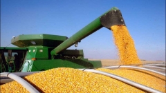 В Татарстане собрали более 5 млн тонн зерна