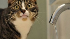 В воду магистральных тепловодов от котельных «Азино» и «Горки» введут краситель