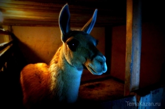 Посетители казанского зооботсада смогут поучаствовать в приготовлении лакомств для звериных мам