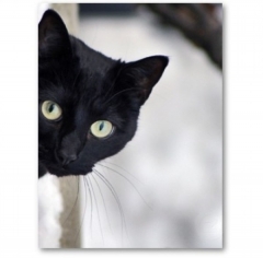 Новости  - Из разрушенного «Адмирала» спасатели достали живую черную кошку