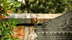 Новости Общество - Вдоль трассы М-7 откроется новое кладбище