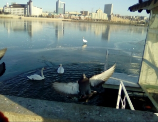 Казанские спасатели помогли лебедям на озере Кабан