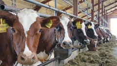 Новости Бизнес - Представители итальянской компании осмотрели место строительства  животноводческого комплекса