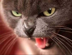 Новости  - Сотрудники татарстанского МЧС спасли семью от бешеного кота