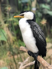 Новости Общество - В Казани вновь перенесли открытие нового зоопарка