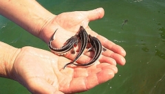 В республике появится завод по выращиванию мальков за 750 млн рублей