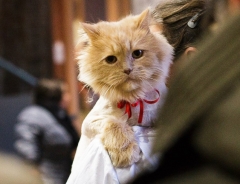 Новости  - В Казани пройдёт выставка бездомных кошек «Дорога домой»