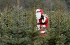 Новости  - В Казани открылись елочные базары