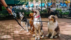 Новый штраф для владельцев собак в России