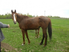 Новости  - В Казани перед судом предстанет девушка, которая незаконно открыла конный клуб