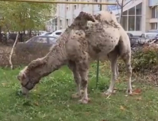 Полиция разыскала хозяев верблюда, который разгуливал по улицам Казани