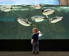 Новости  - В Казань привезли пингвинов для будущего океанариума