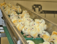 Новости  - Татарстанский агрохолдинг выкупает чувашские птицефабрики