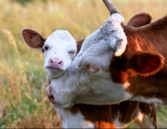 Новости  - В Татарстане живых коров вывалили на землю из самосвала