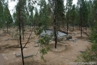 В Казани осенью высадят еще 40 тысяч деревьев