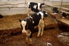 Новости  - Скотник с приятелем похитили с фермы двух телят