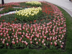 Новости  - Каждому казанцу к Играм подарят по букету