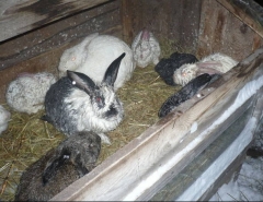 Новости  - Пожарные Татарстана спасли от огня двух баранов, свиней и 15 кроликов