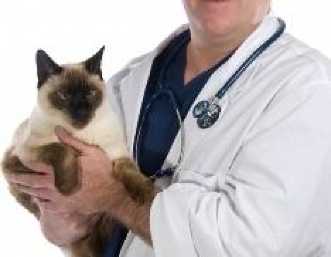 Все для домашних животных в ветеринарных аптеках и клиниках