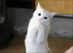 Новости  - Коты Казани борются за «лайки»: поддержи пушистиков