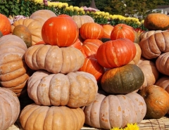 Новости  - В Казани сельхозярмарки пройдут на 10 площадках