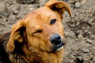 В Татарстане завели уголовное дело по факту жестокого обращения с животным
