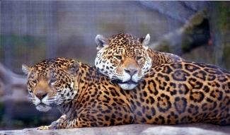 В казанском зоопарке сделают тоннель из России в Африку